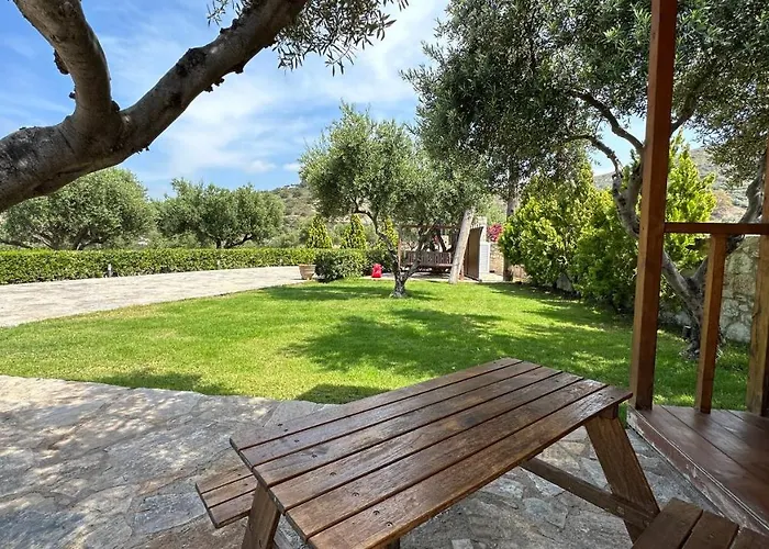 Olive Grove